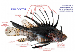 how to clean a lionfish diagram