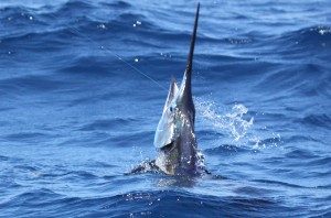 A miami sailfish leaps out of the water after eating a bait while kitefishing