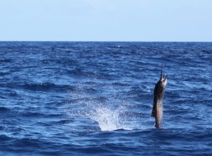 tailwalking sailfish off miami