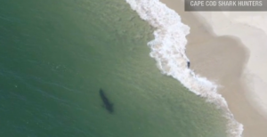 Great White Shark off the beach at Cape Cod