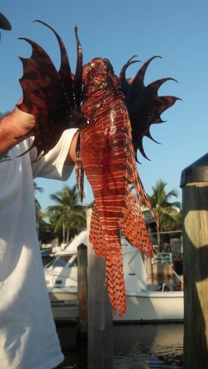 Giant Lionfish killed by Charlie Ellis
