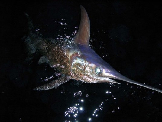 Night time swordfish charter in Miami