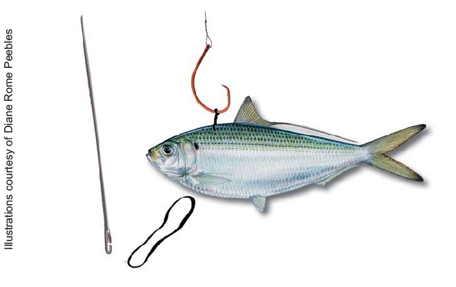 bridling a live threadfin herring, How to Bridle Live Bait 