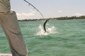 Miami Flats Fishing for Big Tarpon