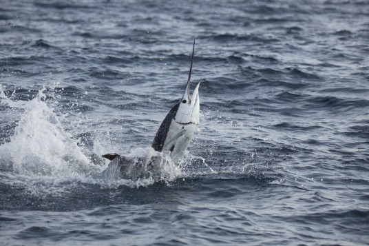 Classic Miami Sailfish caught while Kite Fishing
