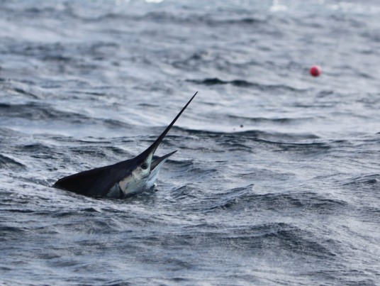 Miami Sailfish jumping after eating a Goggle Eye
