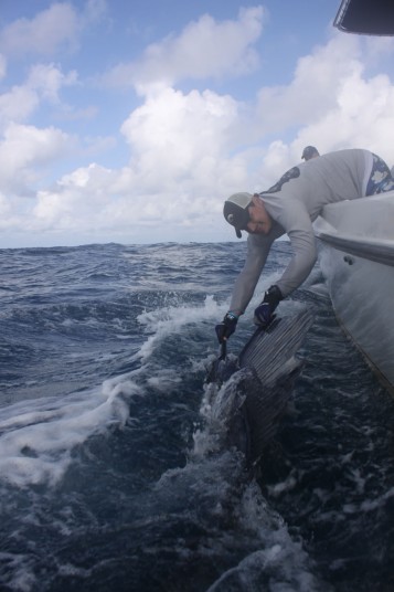 Marauder Mate Carlos DeFillipi Releasing a Miami Sailfish