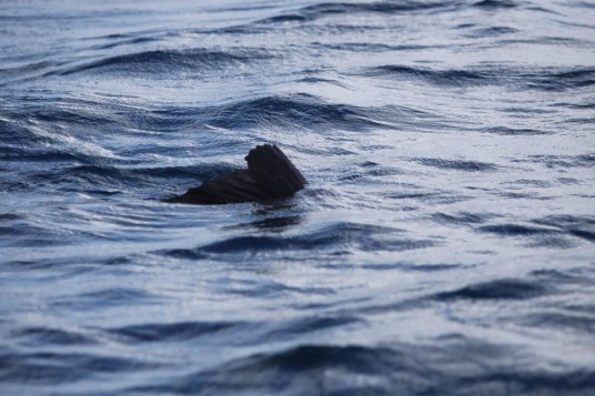 Sailfish cruising just beneath the surface off Miami