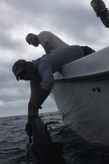 Capt Charlie Ellis Releasing a Miami Sailfish off Key Biscayne