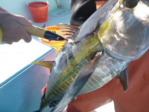 Yellowfin Tuna Tagging Venice, LA