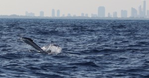 Miami sailfish jumping with downtown in the background
