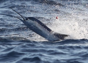Miami Sailfish caught while kitefishing off Key Biscayne
