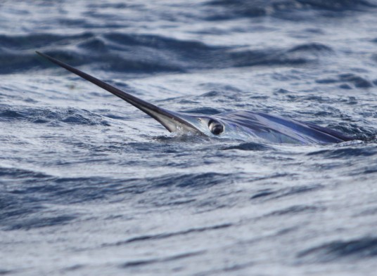 sailfish at the surface
