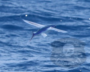 Flying fish pictures