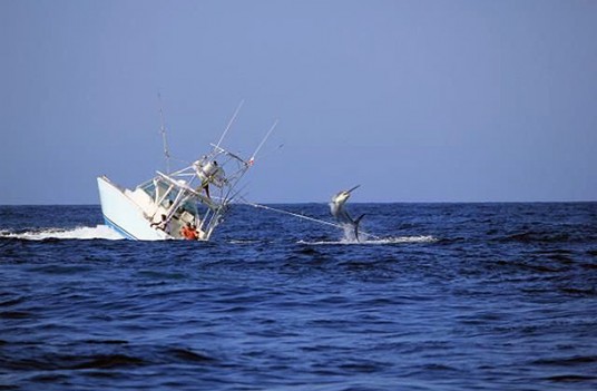 Marlin sinks boat