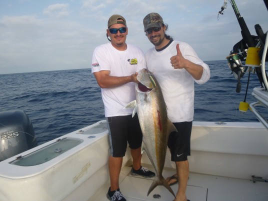 Another Amberjack which fell for our vertical jig