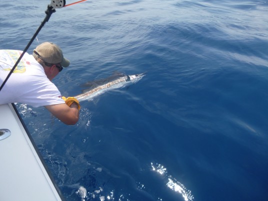 Miami Sailfish Fishing Charters