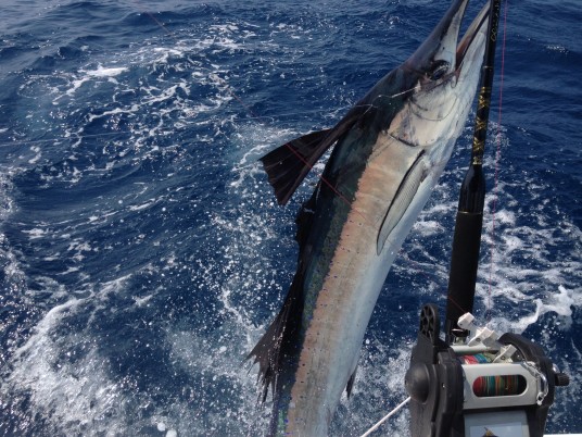 Lit up sailfish at the boat - wrapped in the leader