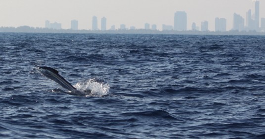 Miami Sailfish Jumping with the Miami Skyline in the background