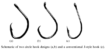 Hook size - J hooks/ Circle Hooks
