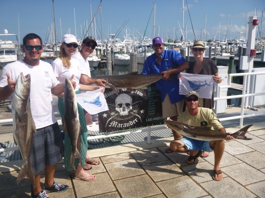 lots of cobia caught on the Marauder of Miami, FL