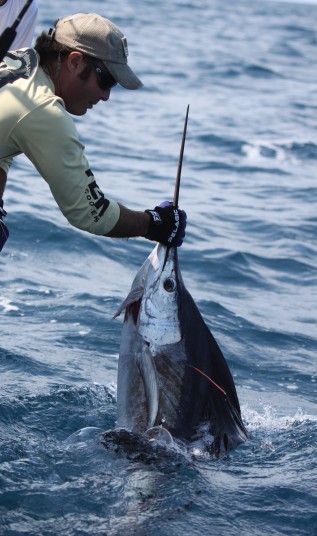 Capt. Charlie Ellis releasing a tagged miami sailfish