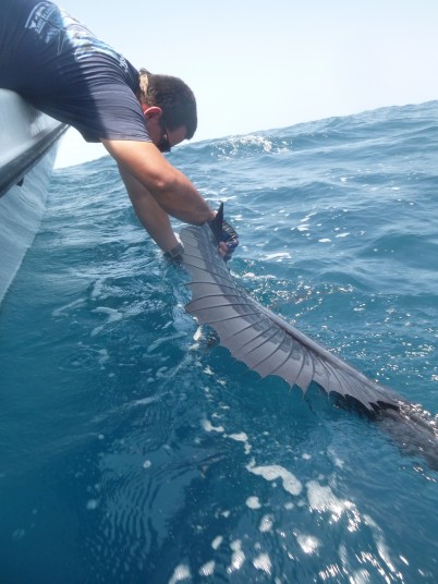Carlos Defillipi reviving a sailfish