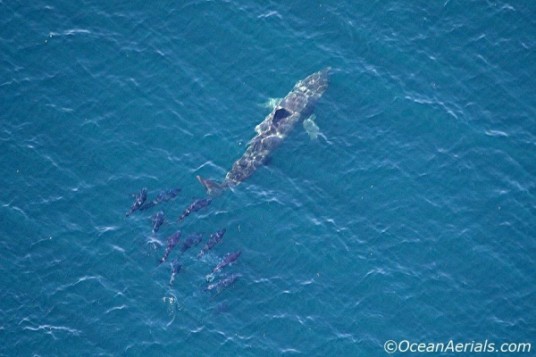 basking shark and bluefins by oceanaerials.com