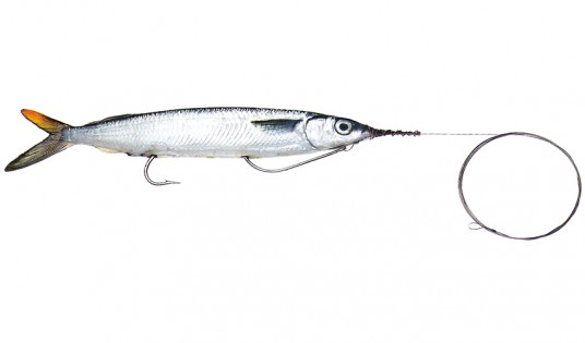 Wire Rigged Double Hook Ballyhoo