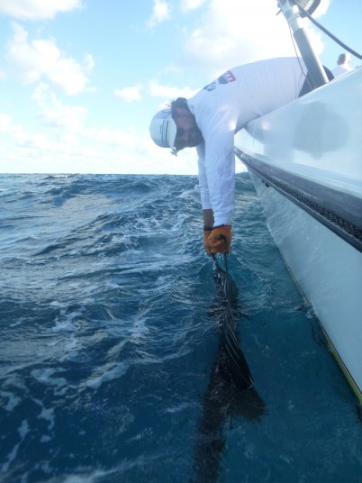 Ryan reviving and releasing a Miami sailfish