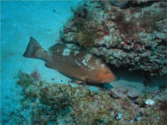 grouper under a rock