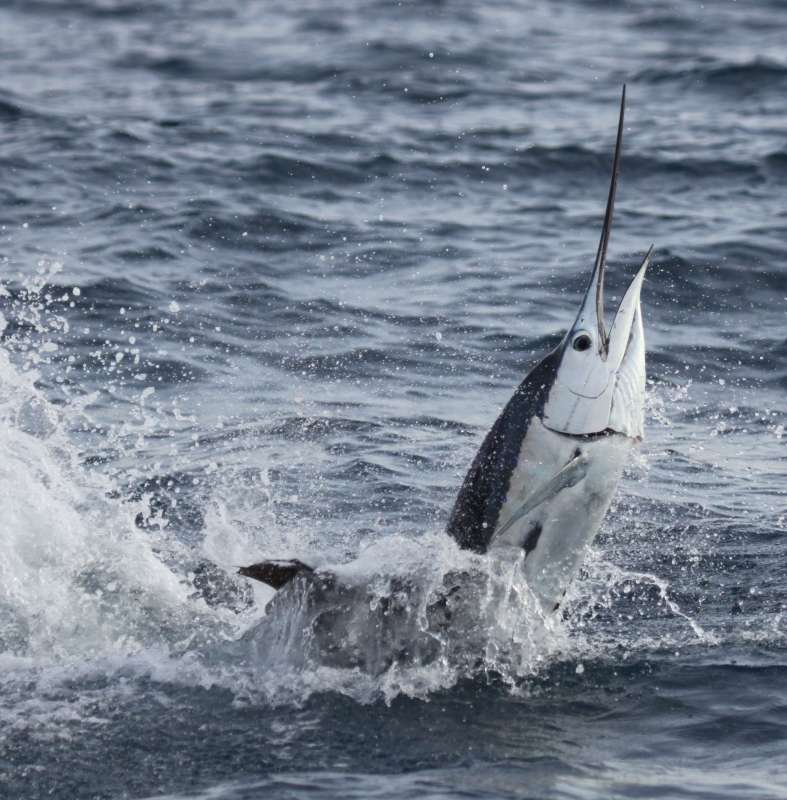 Fastest Fish in the World: Catching a Sailfish in Miami, Official Fishing  Charters of Miami