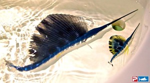 baby-sailfish-2
