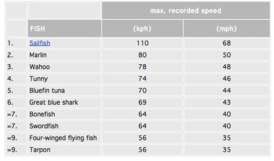 Fastest swimming Fish - sailfish