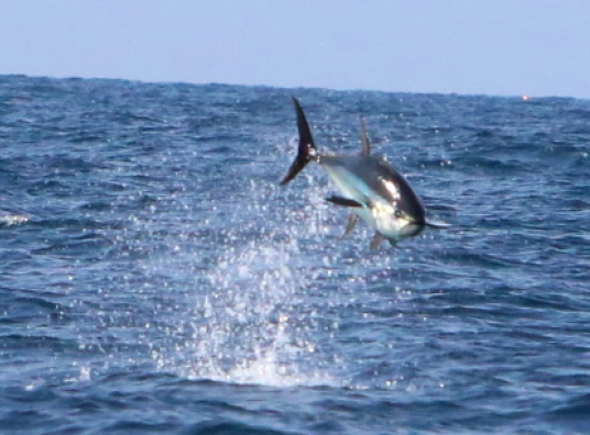 leaping yellowfin tuna