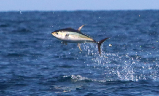 broadside jump yellowfin tuna