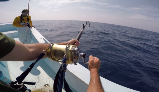 first person tuna fishing winding on a tiagra