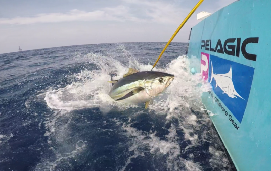 Yellowfin tuna Pelagic promotional