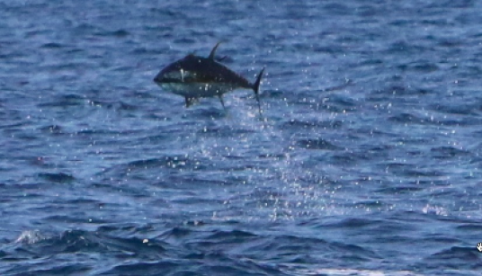 runaway yellowfin tuna