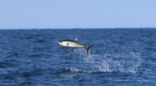 yellowfin tuna airborne in the gulf of mexico