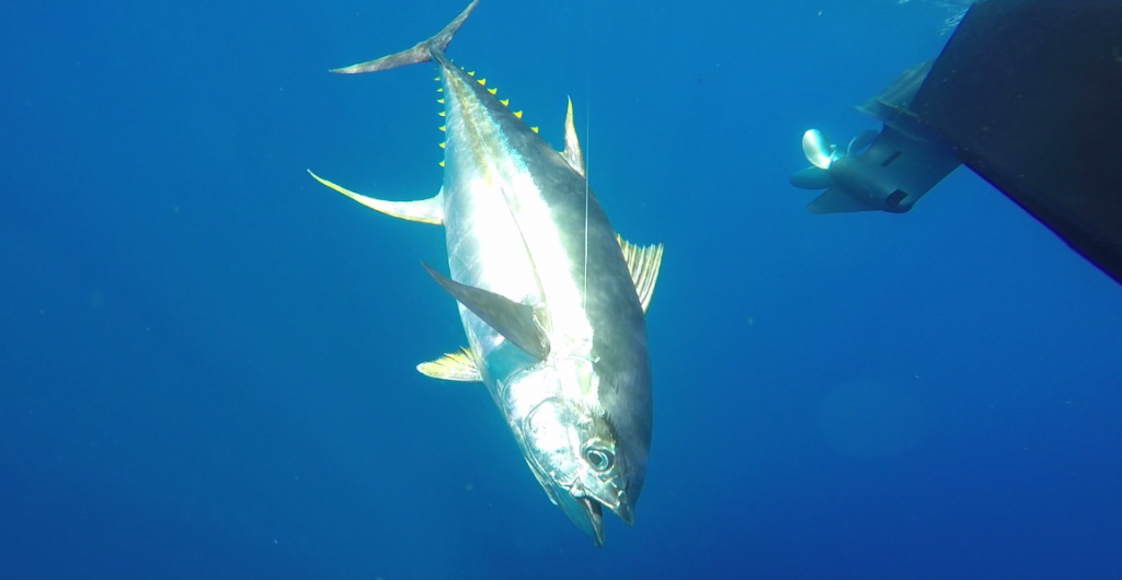 underwater perfect tuna angle