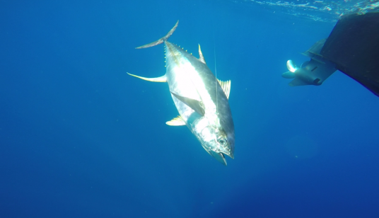 underwater tuna venice louisiana fishing the URSA