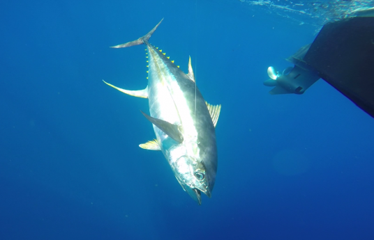 underwater perfect tuna angle