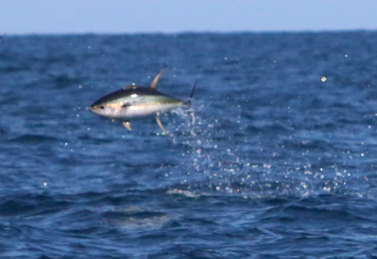 flying yellowfin tuna