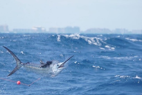 Miami Sailfish Charters | Specialists in Kite Fishing for Sailfish